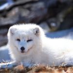 gsbetptt平台的优势与特点,值得一试的博彩选择 mkqan0ov8y