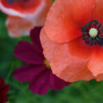 15176期七位数开奖结果查询与最新号码公布 ex1dsffrk